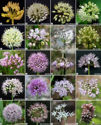 New insights into the phylogenetic relationships among wild onions (Allium, Amaryllidaceae), with special emphasis on the subgenera Anguinum and Rhizirideum, as revealed by plastomes